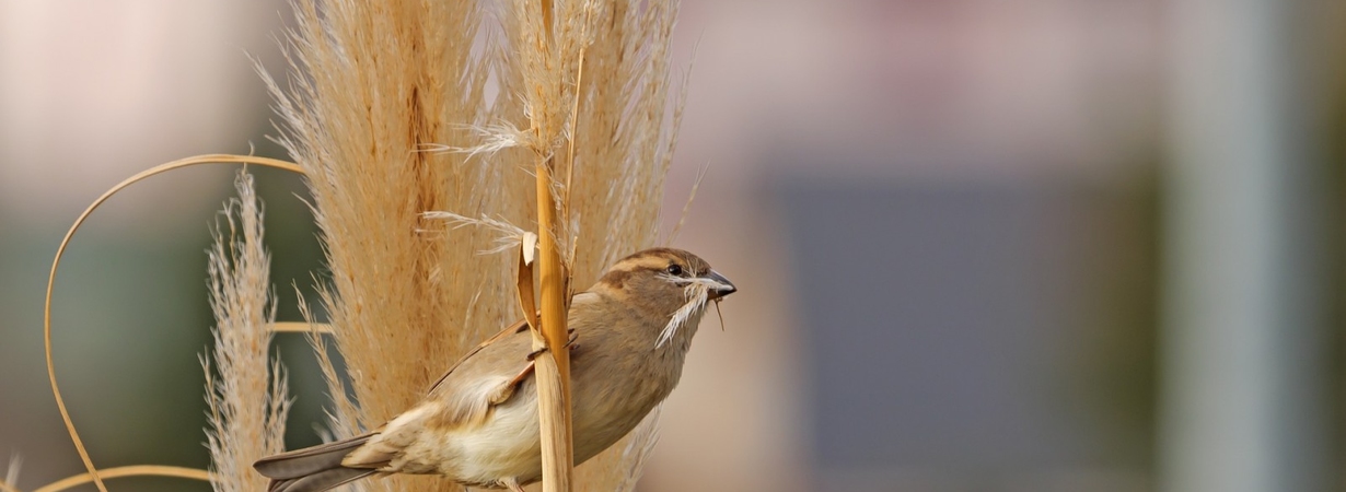 Как защитить утеплитель в срубе от птиц?