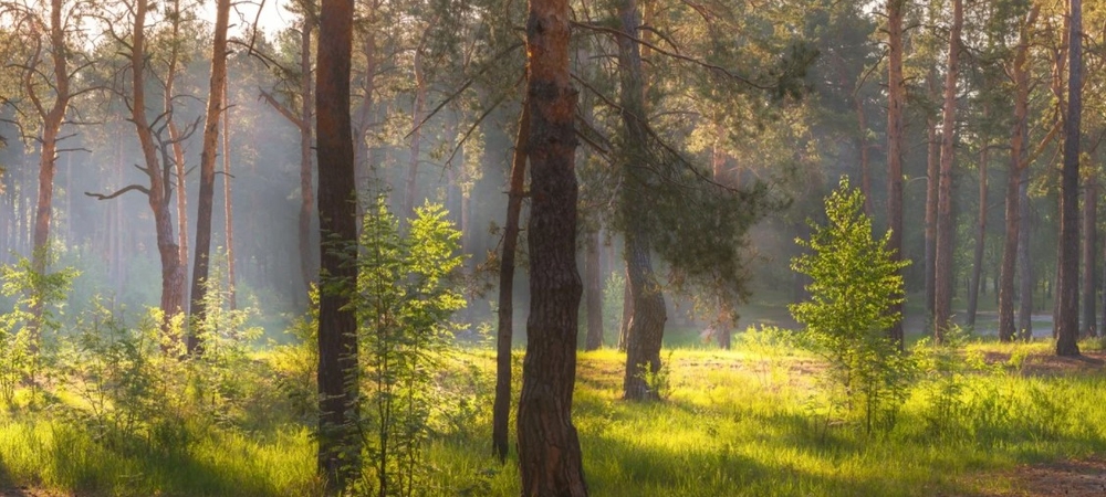 Костромской лес